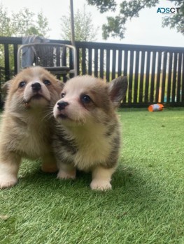 Pure Breed  Pembroke Corgi Puppies