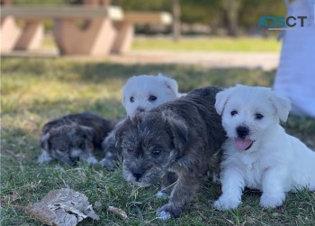 Maltese puppies for sale