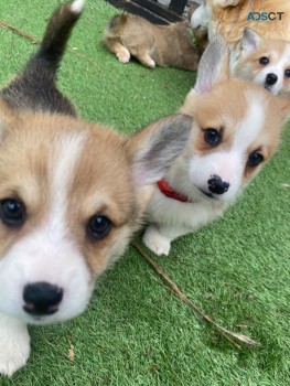 Healthy Home Trained Pembroke Corgi  Pup