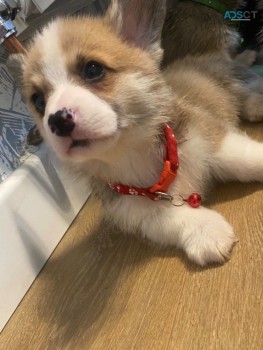 Healthy Home Trained Pembroke Corgi  Pup