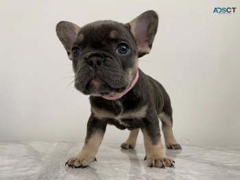 French Bulldog  puppies available