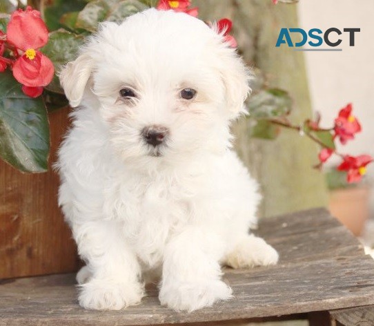 Maltese puppies for sale