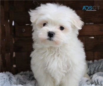 Maltese puppies for sale