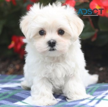 Maltese puppies for sale