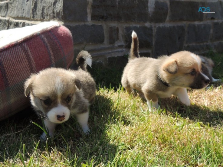 Cute and Adorable Pembroke Corgi   Puppi