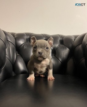 American Bully Puppies Available