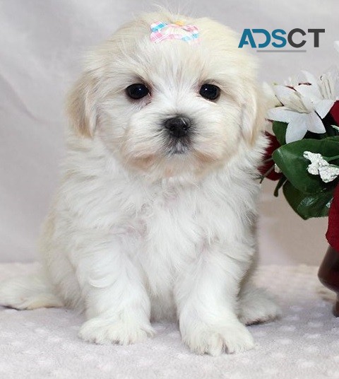 Maltese puppies for sale