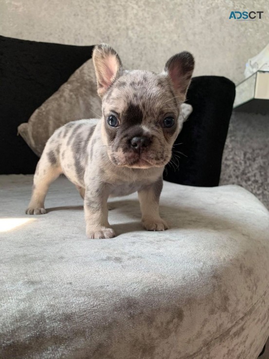 French Bulldog  puppies available