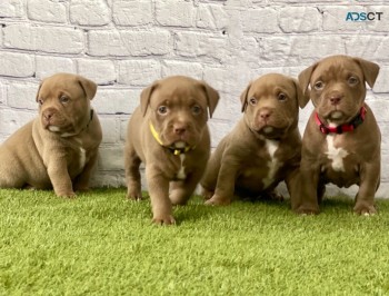 Ready Now American Bully Puppies