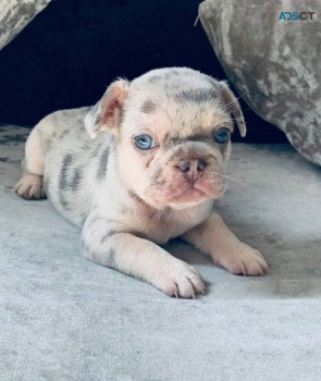 French Bulldog  puppies available