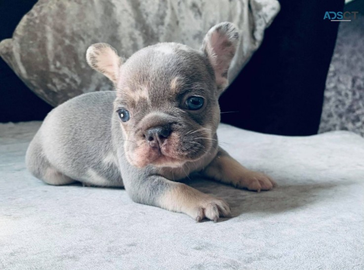 French Bulldog  puppies available