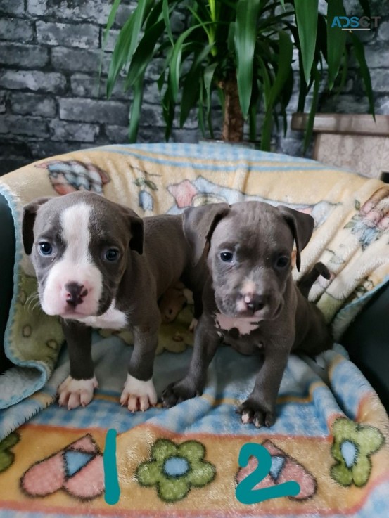 Affectionate American Bully Pups