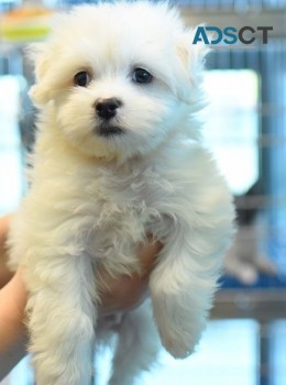 Maltese puppies for sale