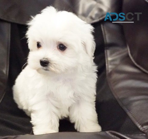 Maltese puppies for sale