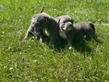 Amazing  American Bully   puppy for sale