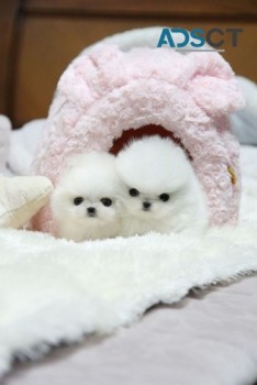 White Tea cup pomeranian pups