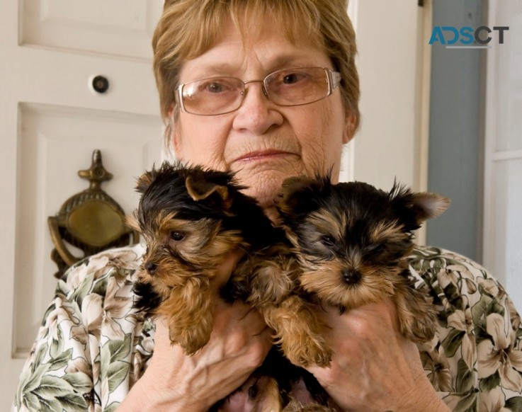 Yorkie Terrier  pups