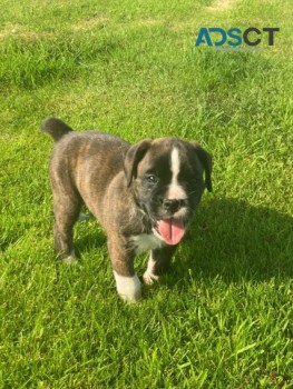 Boxer puppies