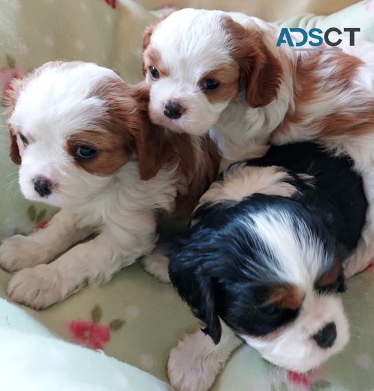 Cavalier King Charles puppies