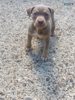 Healthy Home Trained American Bully  Pup