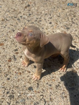 Healthy Home Trained American Bully  Pup