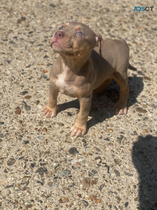 Healthy Home Trained American Bully  Pup