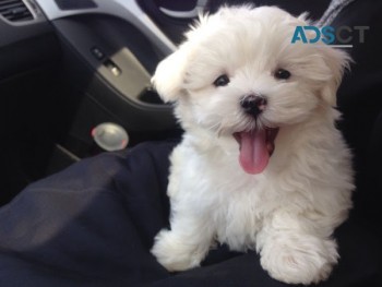 pure breed maltese pups