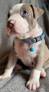 Cute and Adorable American Bully   Puppi