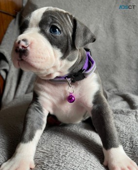 Cute and Adorable American Bully   Puppi