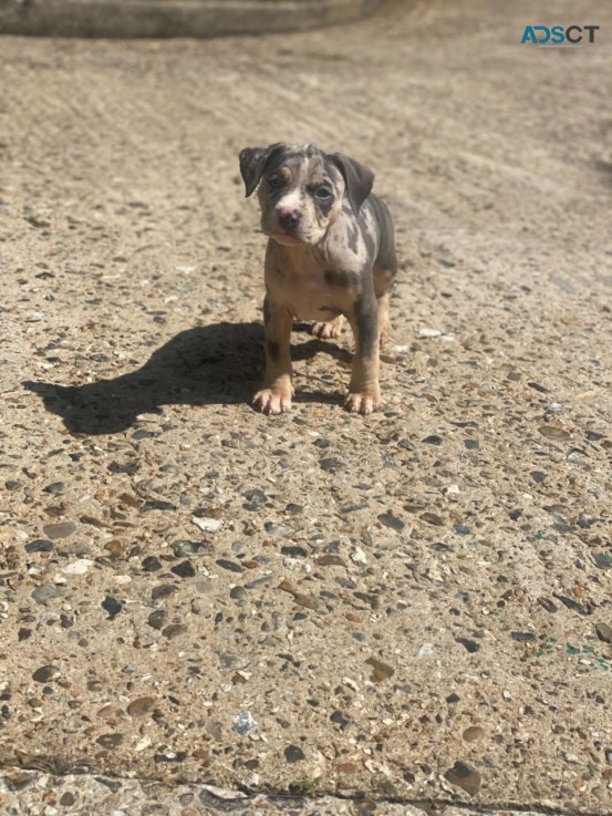 Well Trained American Bully   Puppies