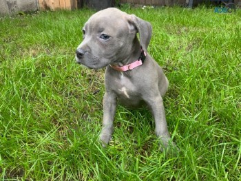 American Bully  Male and female 