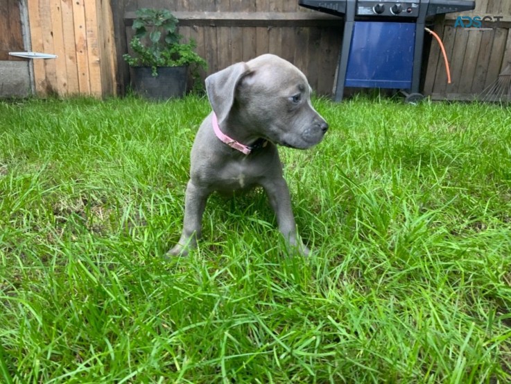 American Bully  Male and female 