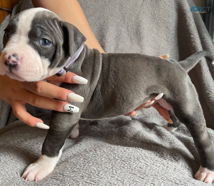 Amazing  American Bully   Puppies For Re