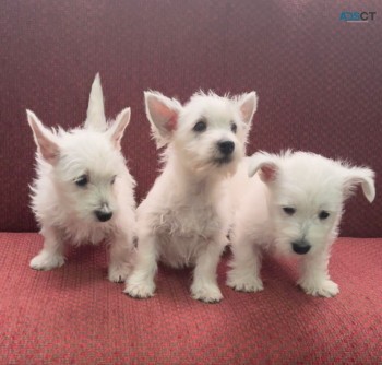 West Highland White Terriers for sale