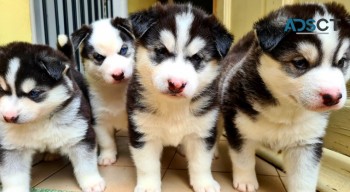 Siberian husky puppies