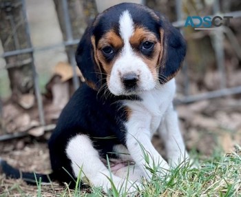 Beagle puppies for sale