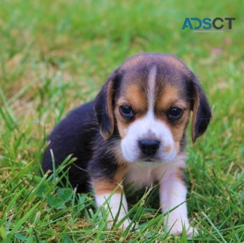 Beagle puppies for sale