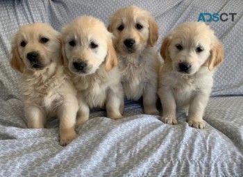 Golden Retriever Puppies