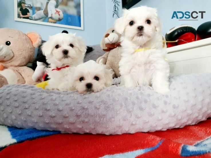 Gorgeous Maltese Puppies