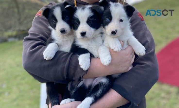 8 Beautiful Border Collie Pups For Sale