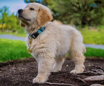 healthy golden retriever pups