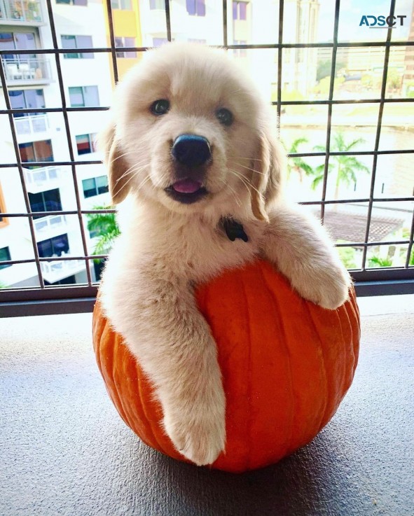 Amazing golden retriever pups