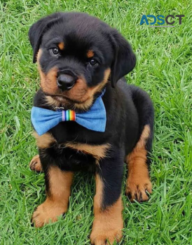 ROTTWEILER PUPPIES FOR SALE