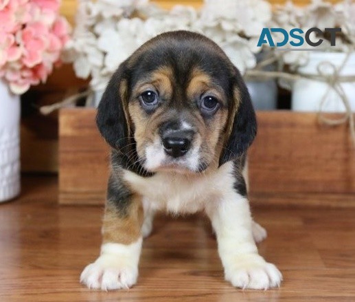 Beagle puppies for sale