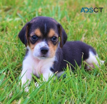 Beagle puppies for sale