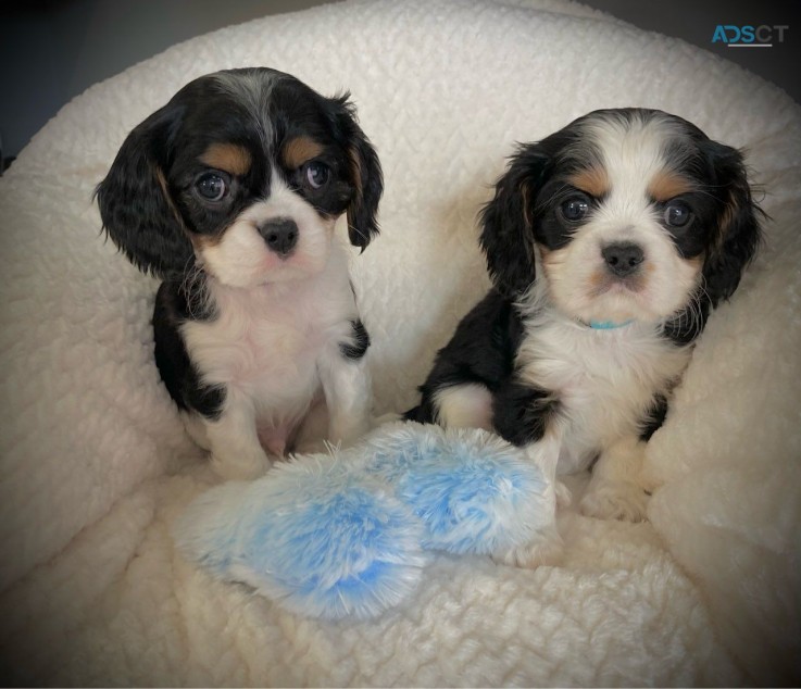   Cavalier King Charles puppies