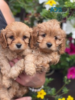   Cavapoo puppies