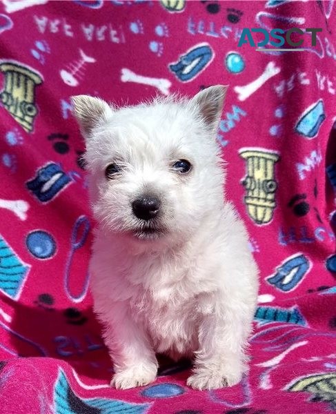  West Highland White Terriers for sale