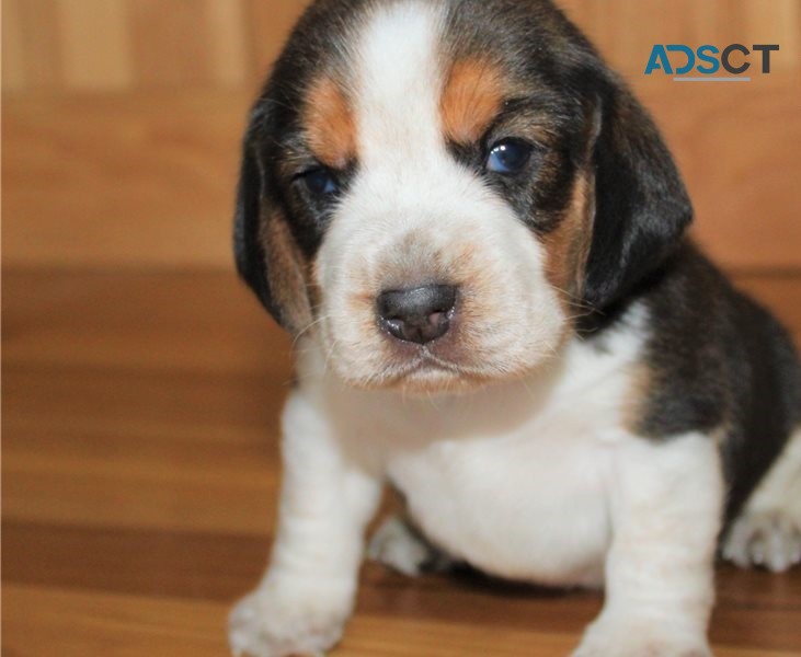 Beagle puppies for sale