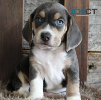 Beagle puppies for sale